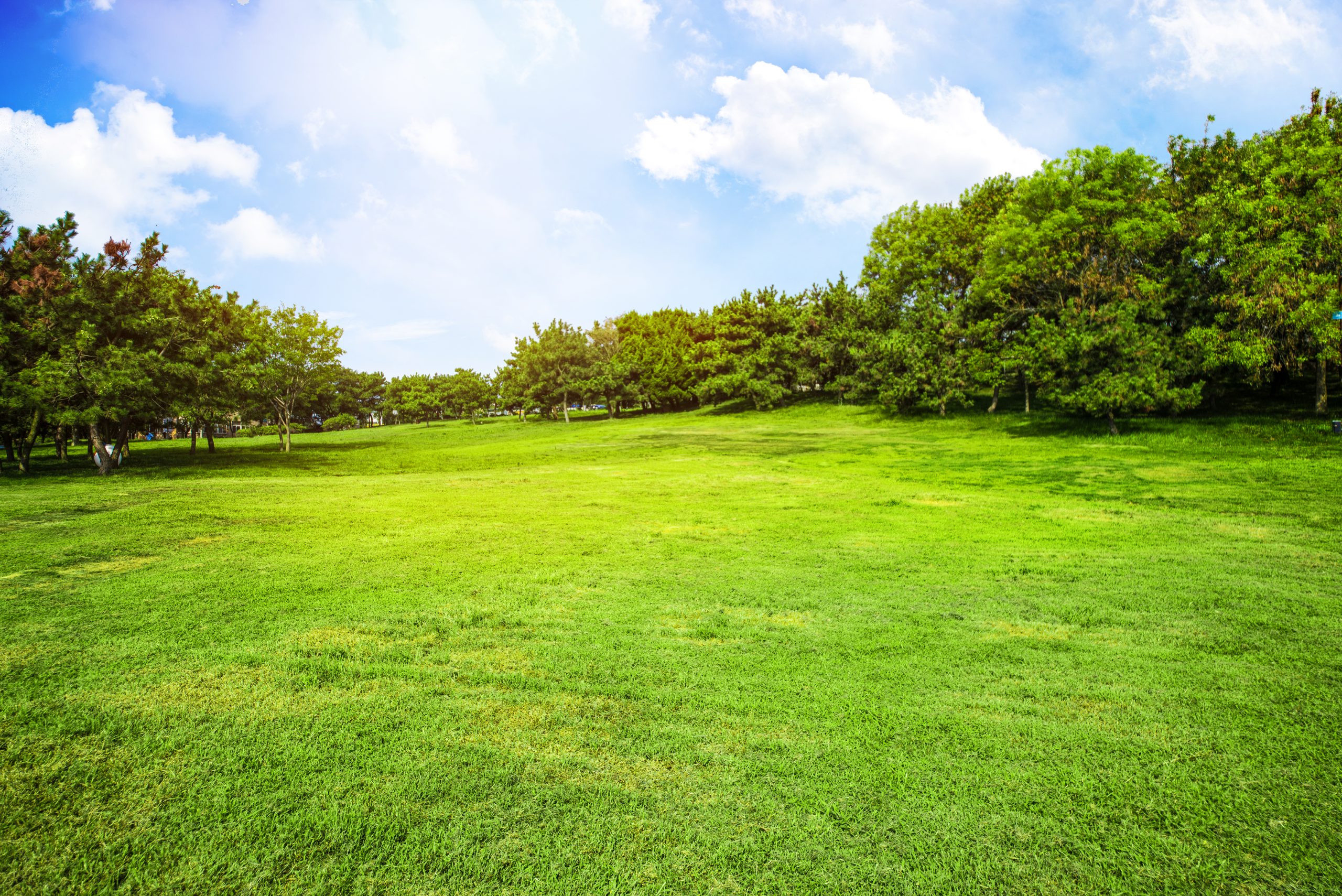 prato verde con gli alberi